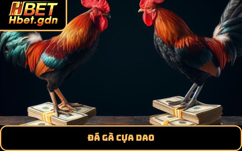 Đá gà cựa dao