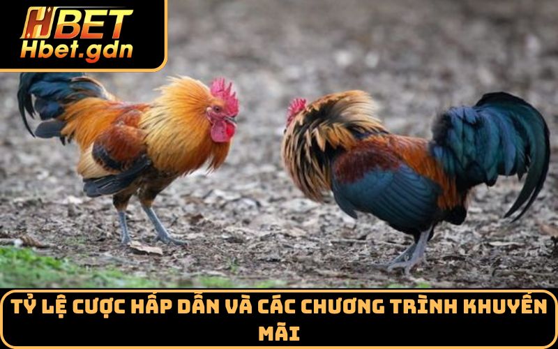 Tỷ lệ cược hấp dẫn và các chương trình khuyến mãi